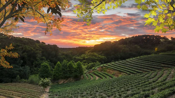 Tea garden solnedgång på sommaren med fin bakgrund — Stockfoto