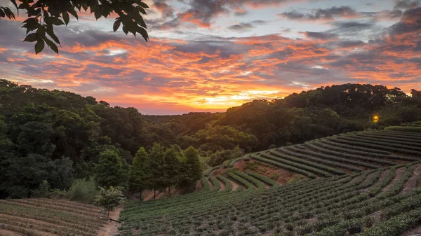 Tea garden sunset in the summer time with nice background view — Stock Photo, Image