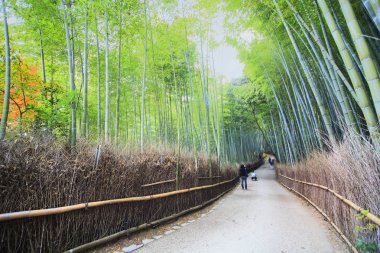 Arashiyama bambu ormanda Kyoto, Japonya