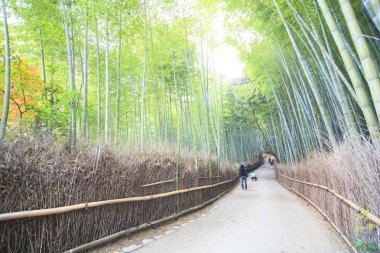 Arashiyama bambu ormanda Kyoto, Japonya