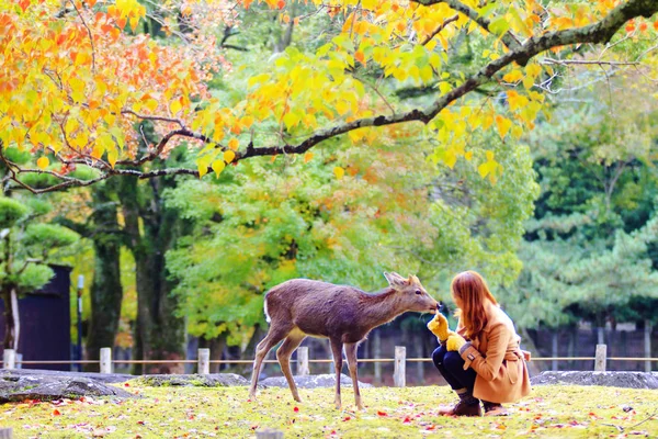 Олень Нары в осенний сезон, Nara Japan — стоковое фото