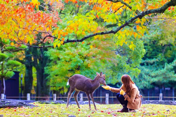 Cervo de Nara na temporada de outono, Nara Japão — Fotografia de Stock