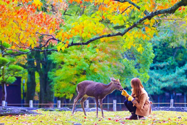 Deer of Nara at fall season, Nara Japan — Stock Photo, Image