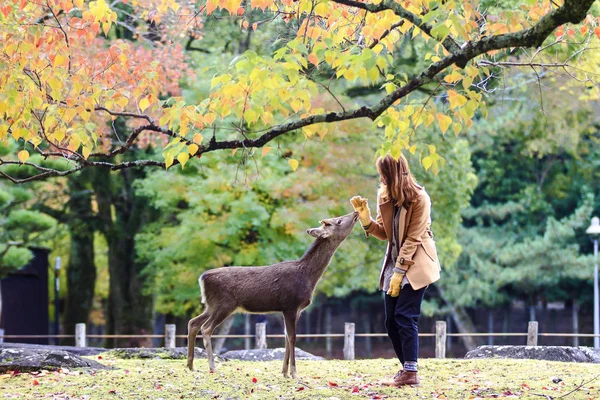 Ελάφια της Nara στο Φθινόπωρο σεζόν, Nara της Ιαπωνίας — Φωτογραφία Αρχείου