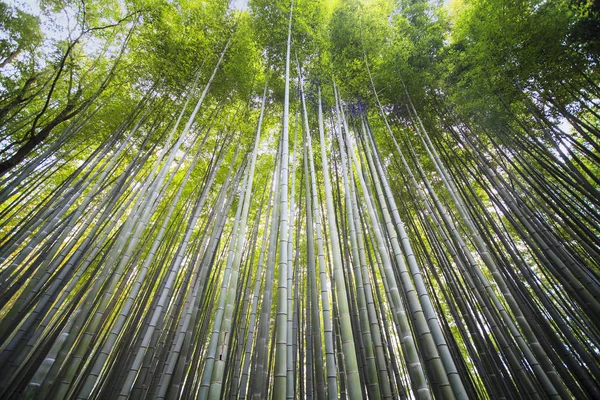 Красивый бамбуковый лес Арасияма в Киото, Япония — стоковое фото