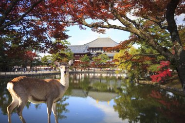 Nara Parkı, Japonya güzel akçaağaç rengi ile sonbahar sezon