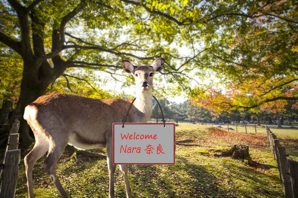 Época de outono com bela cor de bordo no Nara Park, Japão — Fotografia de Stock