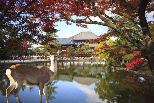 Осенний сезон с красивым кленовым цветом в парке Нара, Япония — стоковое фото