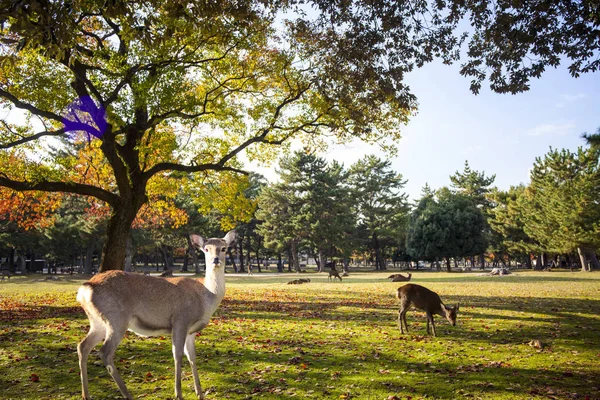 Herbstsaison mit schöner ahornfarbe im nara park, japan — Stockfoto