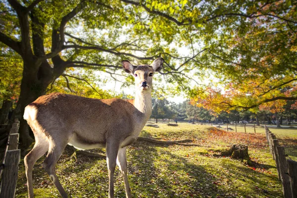 Herbstsaison mit schöner ahornfarbe im nara park, japan — Stockfoto