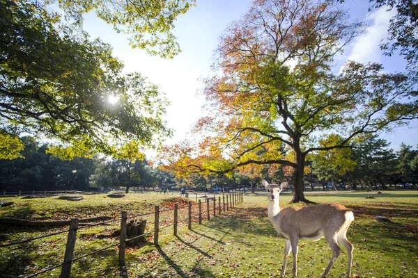 Εποχή πτώσης με όμορφη σφενδάμου χρώμα στο Nara Park, Ιαπωνία — Φωτογραφία Αρχείου