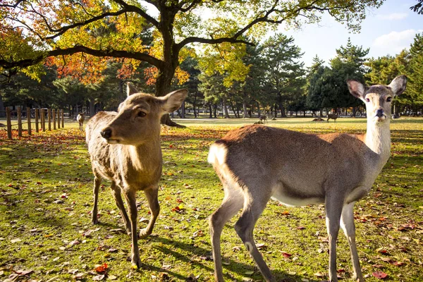Nara Parkı, Japonya güzel akçaağaç rengi ile sonbahar sezon — Stok fotoğraf