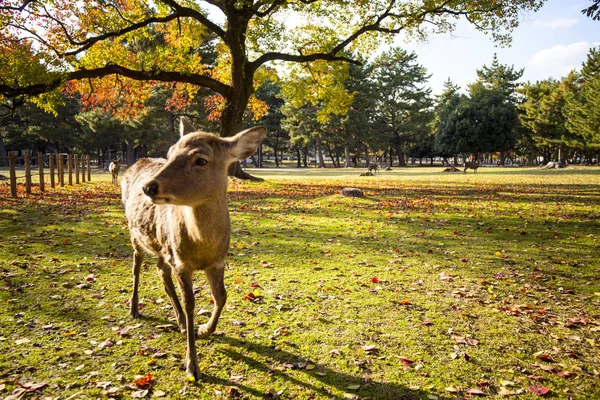 Herbstsaison mit schöner ahornfarbe im nara park, japan — Stockfoto