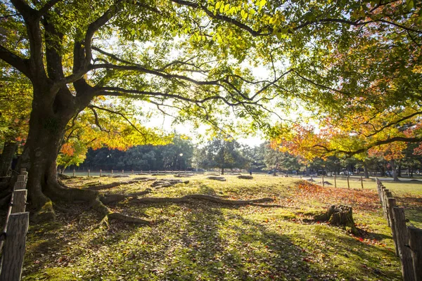 Podzim s barvou krásné javor v parku Nara, Japonsko — Stock fotografie
