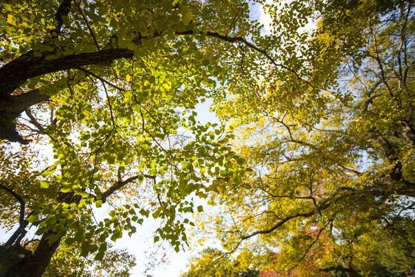 Höstsäsongen med vacker lönn färg på Nara Park, Japan — Stockfoto