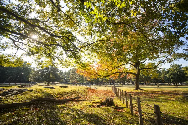 Fall season with beautiful maple color at Nara Park, Japan — Stock Photo, Image