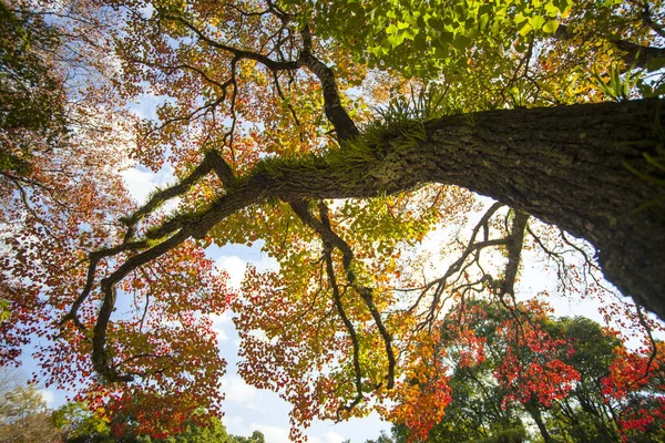 与美丽的枫树颜色在日本奈良公园的秋天 — 图库照片