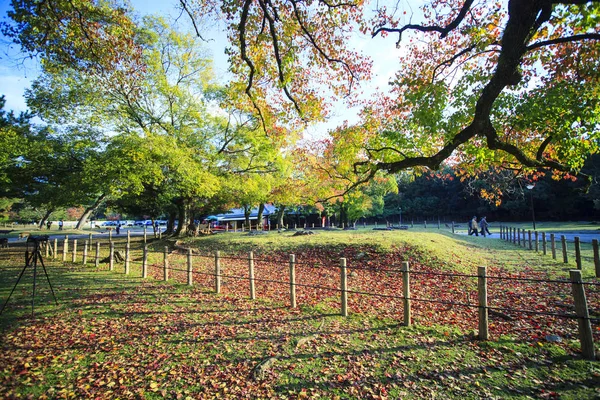 Höstsäsongen med vacker lönn färg på Nara Park, Japan — Stockfoto