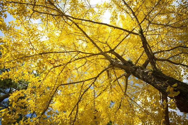 Fall season with beautiful maple color at Nara Park, Japan — Stock Photo, Image