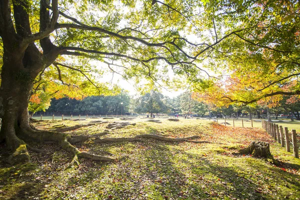 Época de outono com bela cor de bordo no Nara Park, Japão — Fotografia de Stock