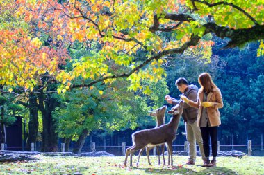 Nara Parkı, Japonya güzel akçaağaç rengi ile sonbahar sezon