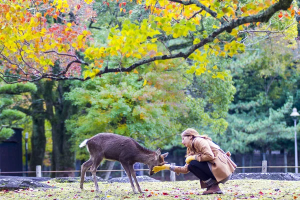 Saison d'automne avec une belle couleur d'érable au parc Nara, Japon — Photo