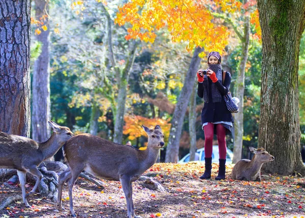 Herbstsaison mit schöner ahornfarbe im nara park, japan — Stockfoto