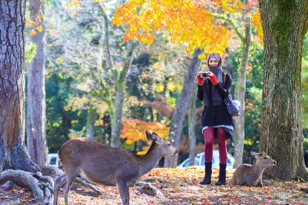 Nara Parkı, Japonya güzel akçaağaç rengi ile sonbahar sezon