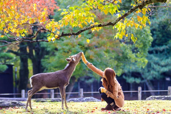 Upadek season piękny klon kolor w parku Nara, Japonia — Zdjęcie stockowe