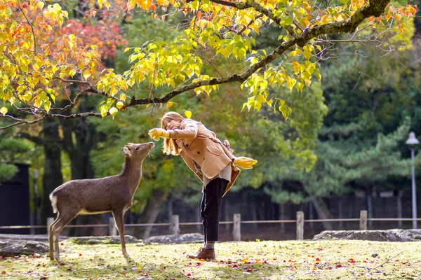 Осенний сезон с красивым кленовым цветом в парке Нара, Япония — стоковое фото