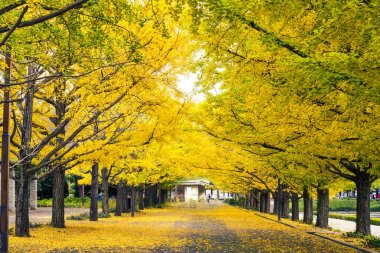 Yolun Meiji Jingu Gaien güzel Ginkgo al olan yakın