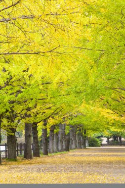 Yolun Meiji Jingu Gaien güzel Ginkgo al olan yakın