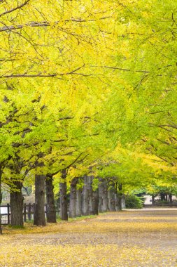 Yolun Meiji Jingu Gaien güzel Ginkgo al olan yakın