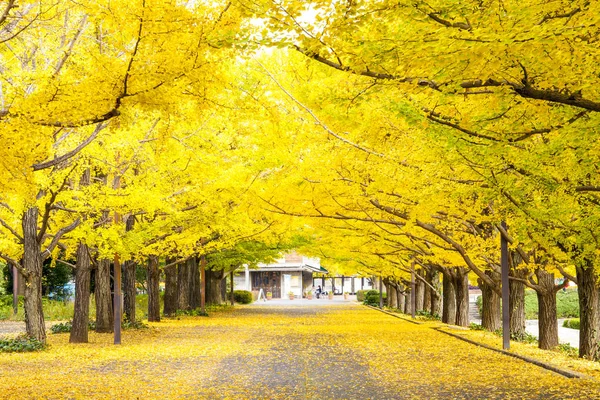 Yolun Meiji Jingu Gaien güzel Ginkgo al olan yakın — Stok fotoğraf
