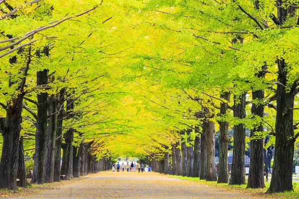 Yolun Meiji Jingu Gaien güzel Ginkgo al olan yakın — Stok fotoğraf