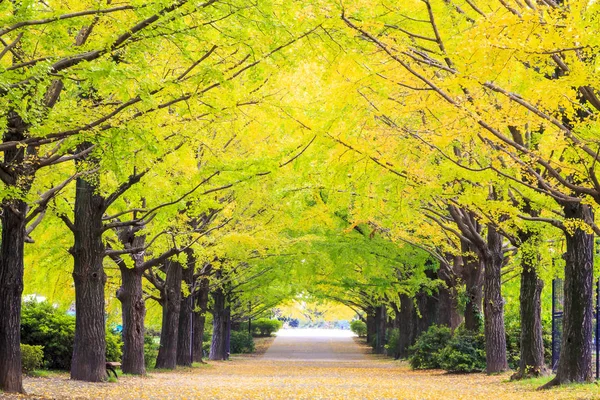 La calle cercana Meiji Jingu Gaien que tiene hermoso Ginkgo al —  Fotos de Stock