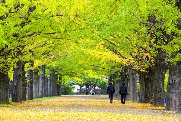 美しいイチョウ アル明治神宮外苑近くの通り — ストック写真