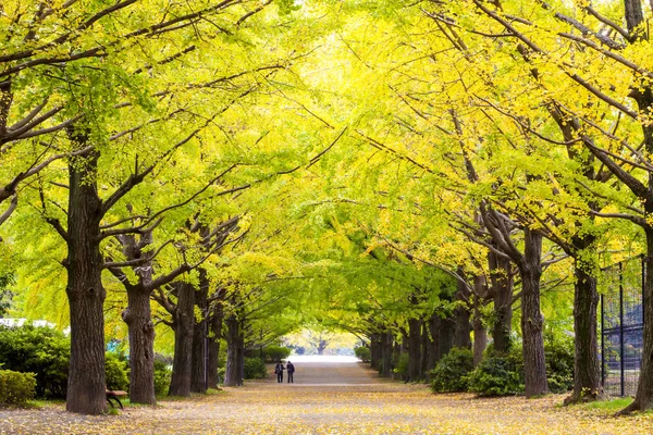 美しいイチョウ アル明治神宮外苑近くの通り — ストック写真