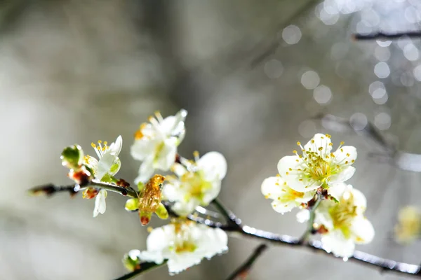 Mooie pruim blossom met mooie achtergrondkleur — Stockfoto