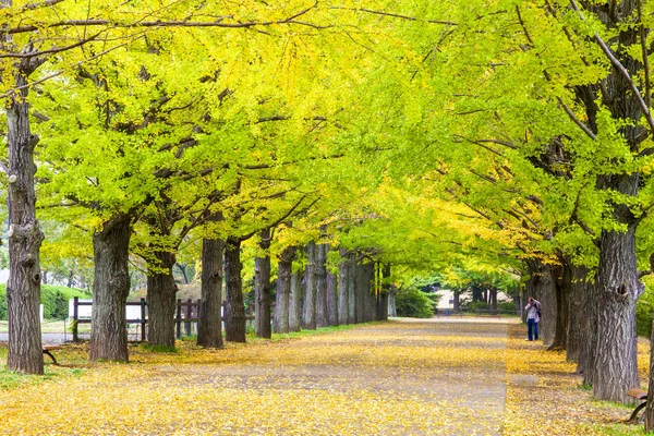 Yolun Meiji Jingu Gaien güzel Ginkgo al olan yakın — Stok fotoğraf