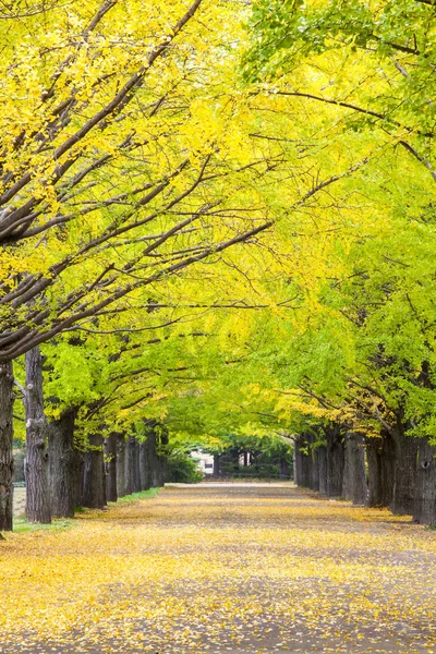 Yolun Meiji Jingu Gaien güzel Ginkgo al olan yakın — Stok fotoğraf