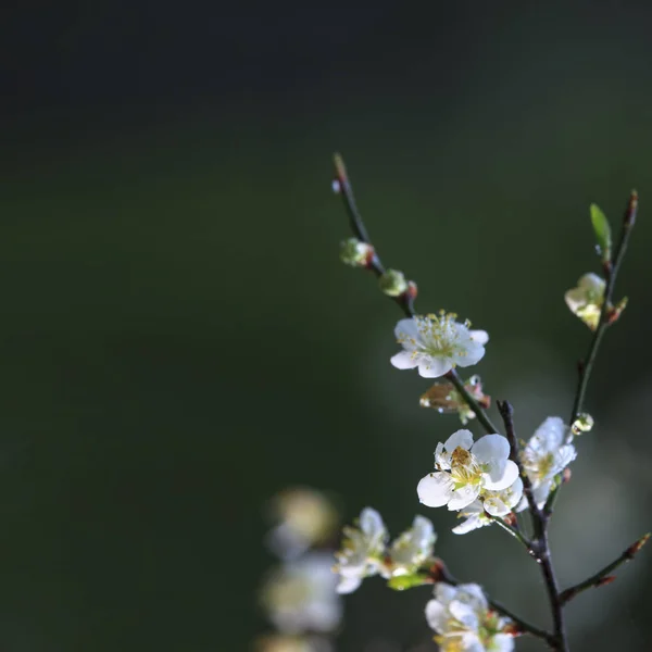 Mooie pruim blossom met mooie achtergrondkleur — Stockfoto