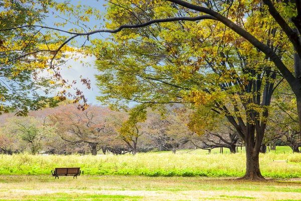 Meiji Jingu Gaien, amely gyönyörű Ginkgo-al a közeli utcában — Stock Fotó