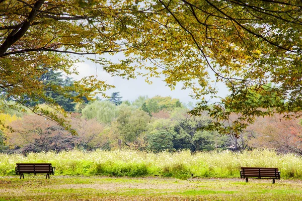 美しいイチョウ アル明治神宮外苑近くの通り — ストック写真