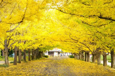 Yolun Meiji Jingu Gaien güzel Ginkgo al olan yakın