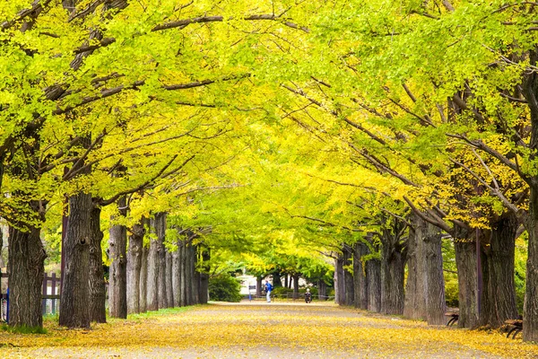 Yolun Meiji Jingu Gaien güzel Ginkgo al olan yakın — Stok fotoğraf