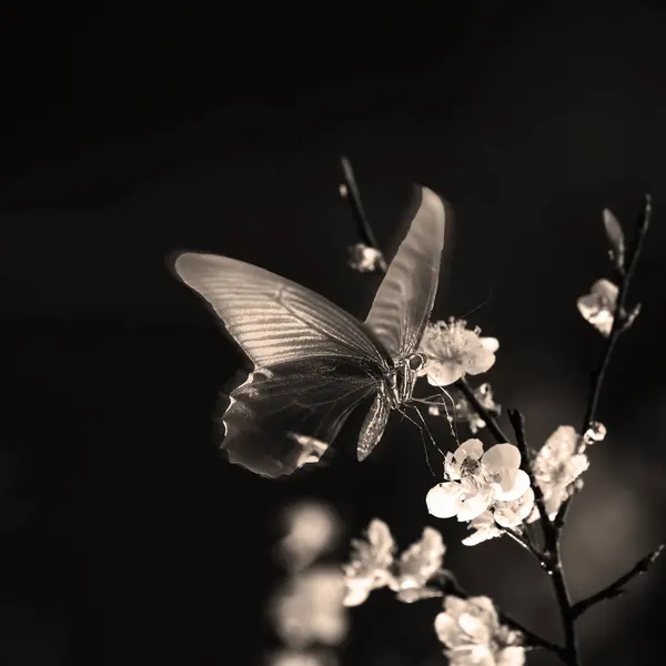Schöne Pflaumenblüte mit schöner Hintergrundfarbe — Stockfoto