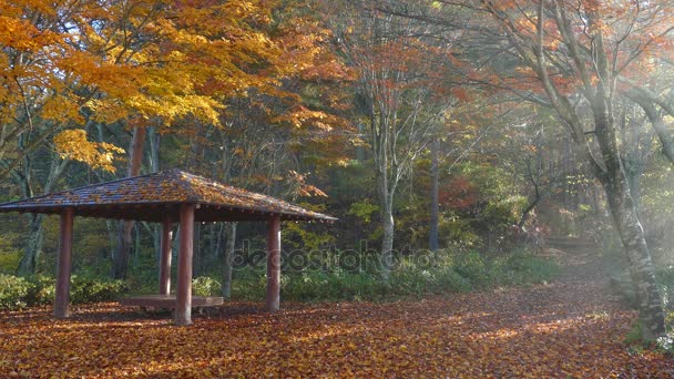 富士山の画像赤いカエデの紅葉、日本 — ストック動画