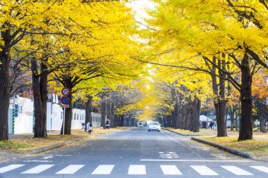 Hokkaido Üniversitesi sonbahar sonbahar sezonunda