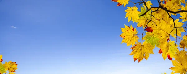 Gemakkelijk prachtige esdoorn herfst landschap achtergrond foto — Stockfoto